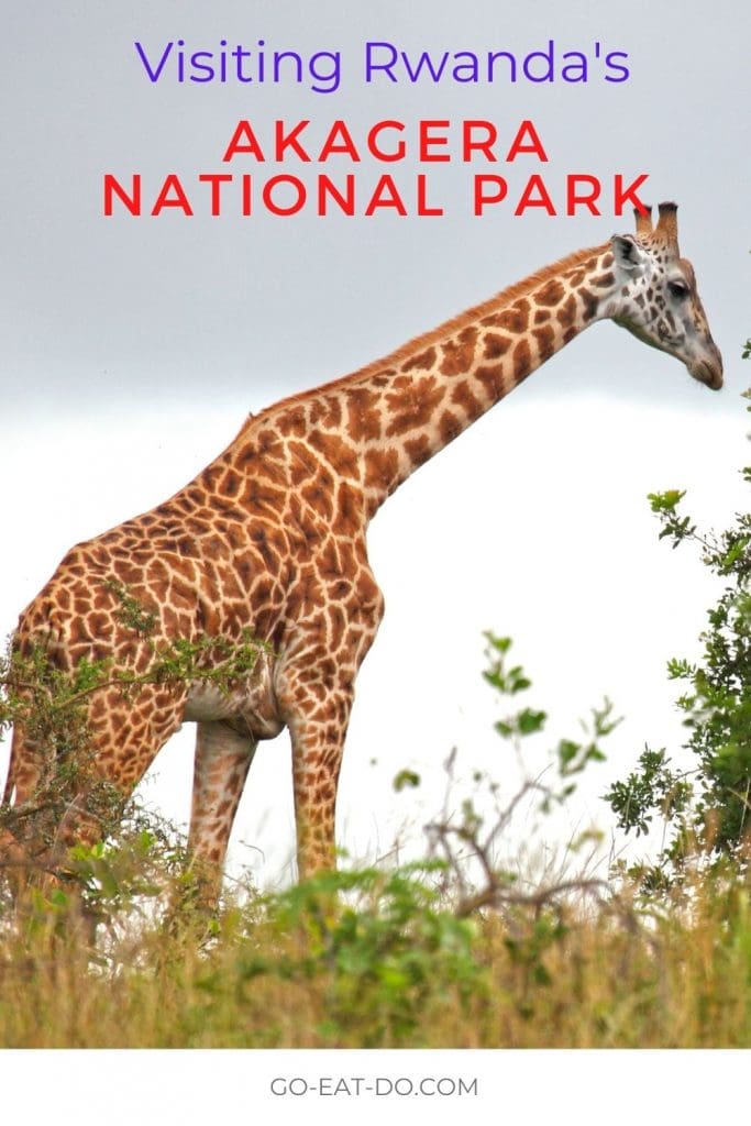Pinterest pin for Go Eat Do's blog post about Rwanda's Akagera National Park.