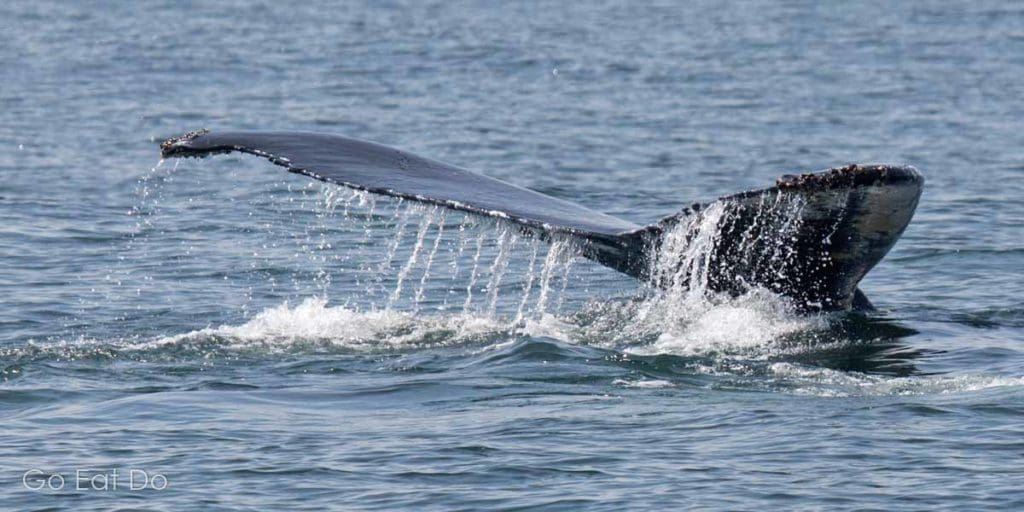 Fluke of a humpback whale in the Bay of Fundy.