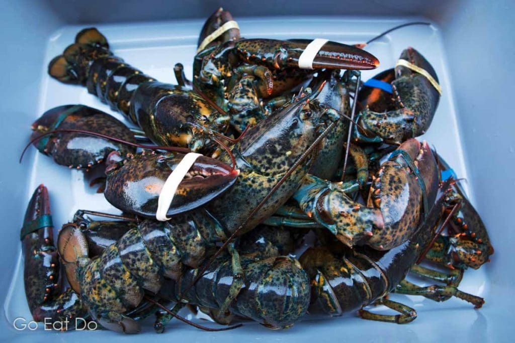 Lobsters at Halls Harbour Lobster Pound in Nova Scotia, Canada.