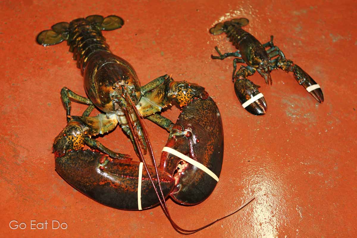 Lobsters of varying sizes with bound claws at Hall's Harbour Lobster Pound.