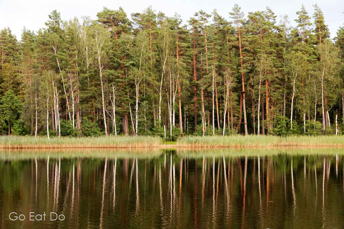 Trees reflecting in one of the many bodies of water in Latgale, the region of Latvia nicknamed the land of blue lakes.
