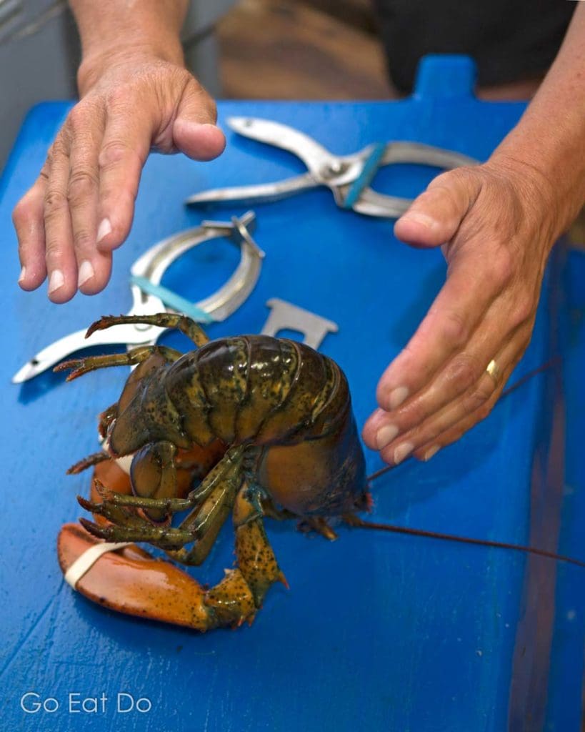 Demonstration of lobster hypnotisation at Halls Harbour Lobster Pound in Nova Scotia,