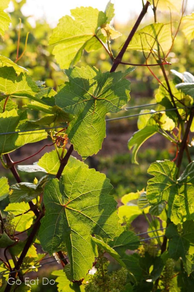 Vines at the Domaine de Grand Pré vineyard in the Annapolis Valley near Wolfville, Nova Scotia, Canada.