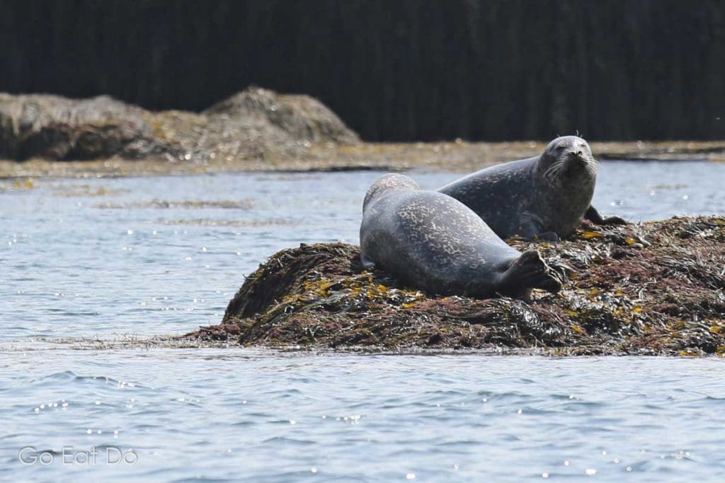 Seals seen during a whale watching tour off Nova Scotia's coastline.