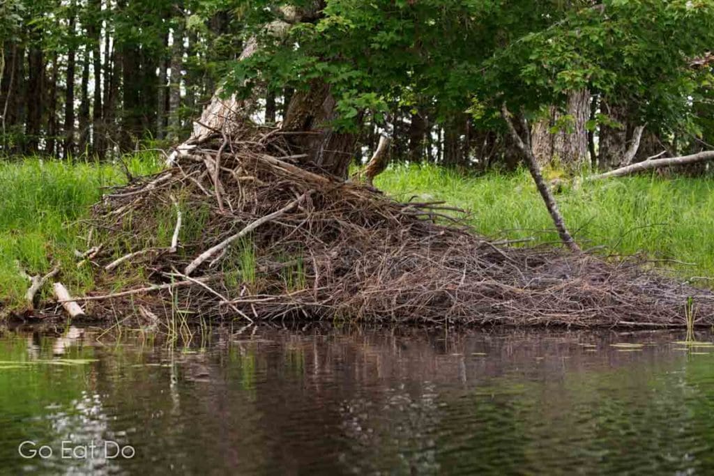 A beaver dam in Kejimkujik National Park and National Historic Site, a destination often know as Keji.