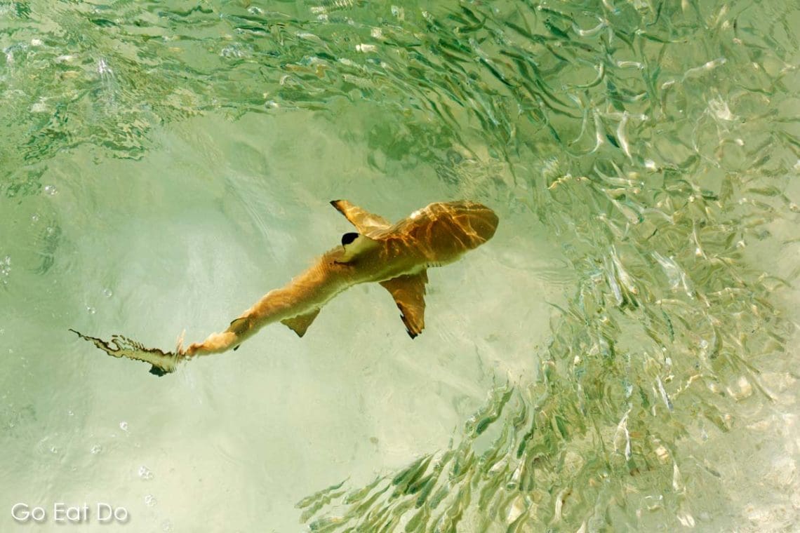 A blacktip reef shark swimming among a shoal of fish in the Maldives