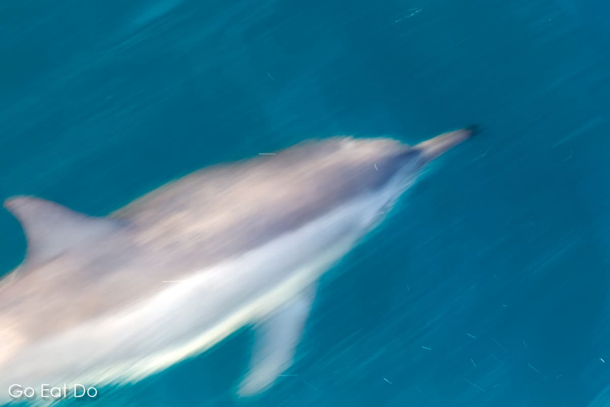 Dolphin swimming at speed in the Indian Ocean in the Maldives