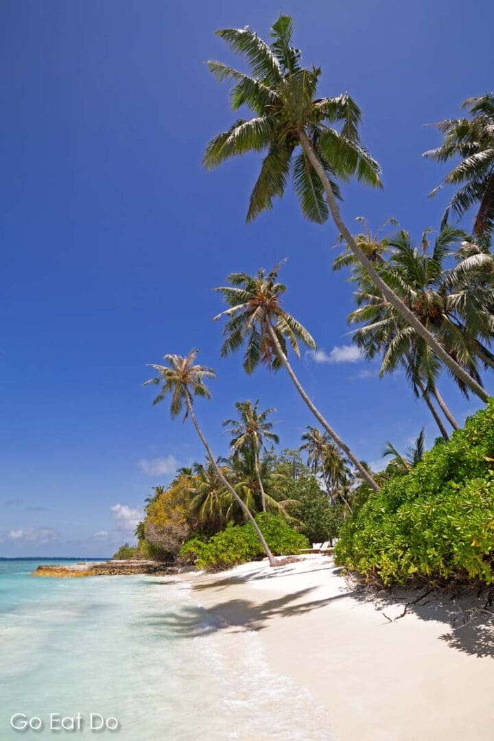 Coconut palms lean over a sandy beach on a sunny day in the Maldives