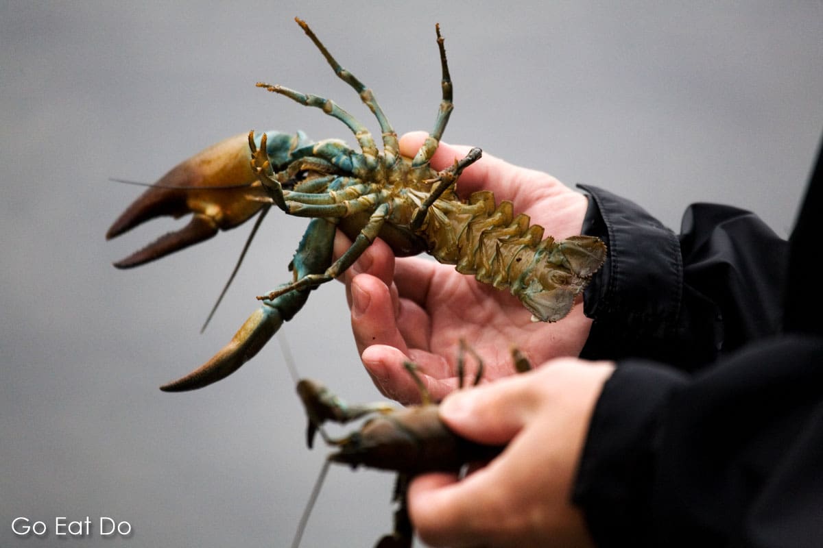 Crayfish caught with traps left overnight on Tampere's Näsijärvi Lake