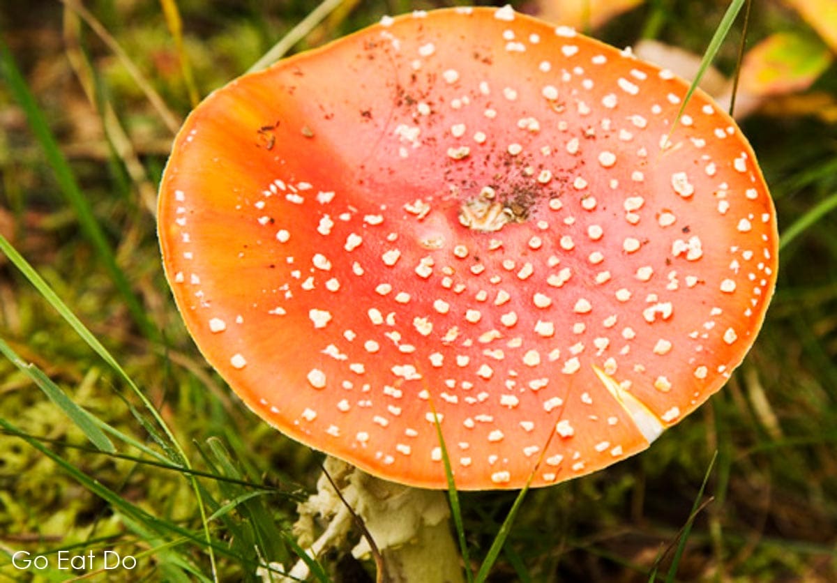 A red Fly Agaric (Fly Aminata) toadstool grows in a forest close to the Finnish city of Tampere. Walking is a great way of exploring the countryside around the city.
