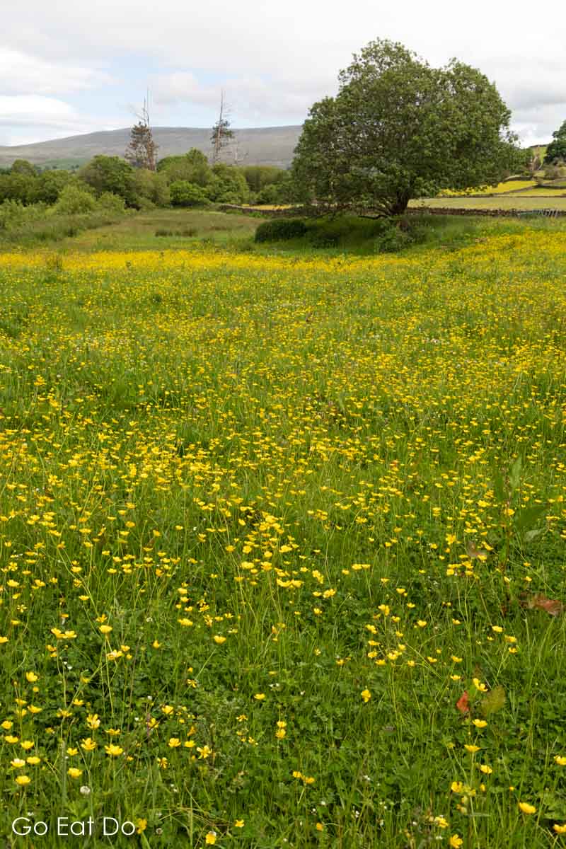 Yellow wildflowers in a field near Sedbergh in Cumbria, England.