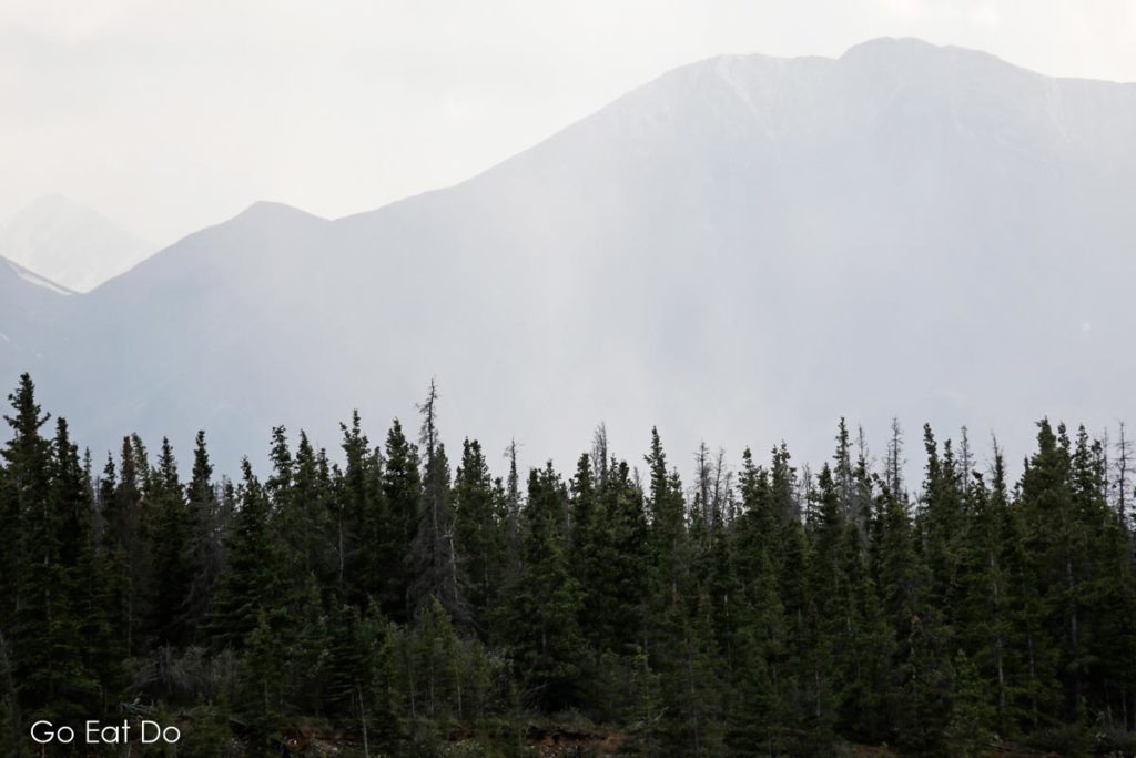 Forest in Kluane National Park and Reserve in the Yukon