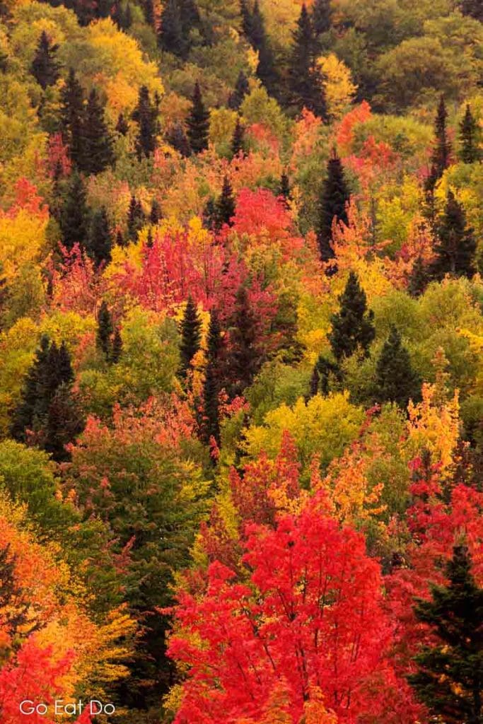 Woodland in eastern Canada with trees displaying their fall colours during autumn.