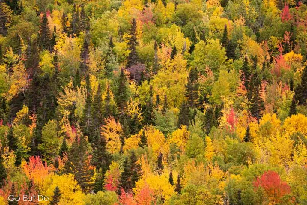 Foliage of trees in Canada with leaves displaying bold fall colours during autumn.