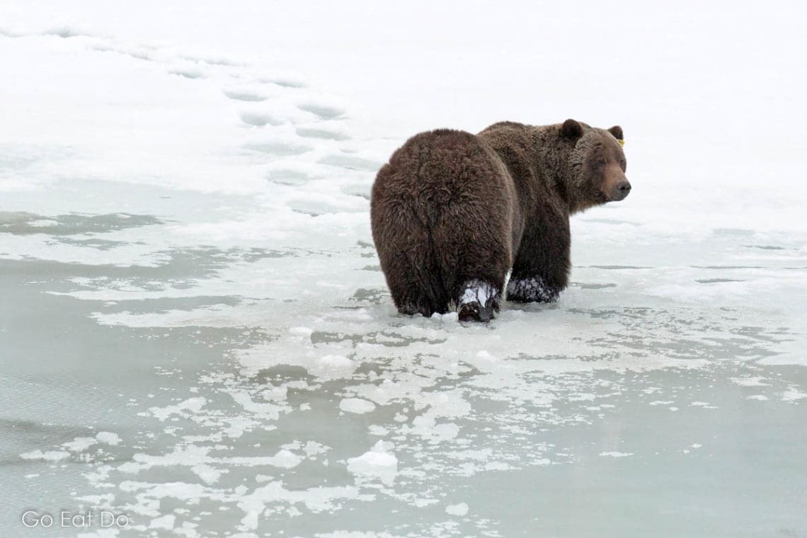 Grizzly bear in Alberta seen during a First Passage to the West journey