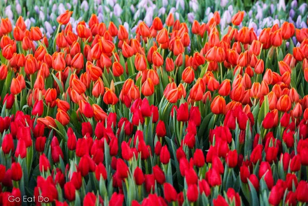 NS International offers opportunities to view Dutch tulips.