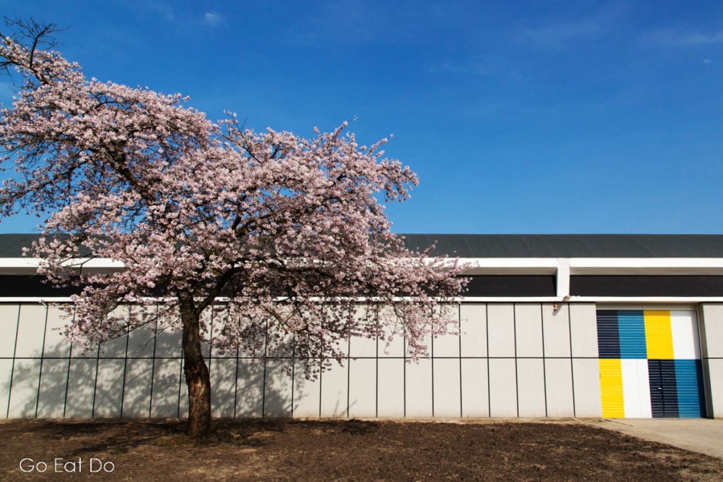 Cherry tree blossoming outside of the Gerrit Rietveld-designed De Ploeg factory in Bergeijk.
