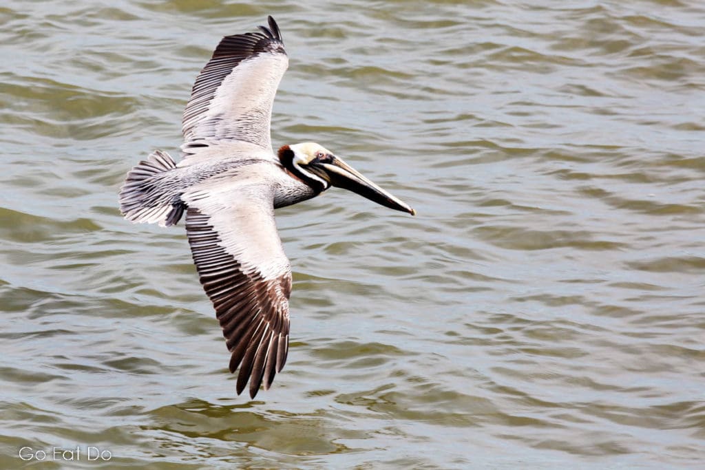 A brown pelican flying above the surface of Charleston Harbor in South Carolina