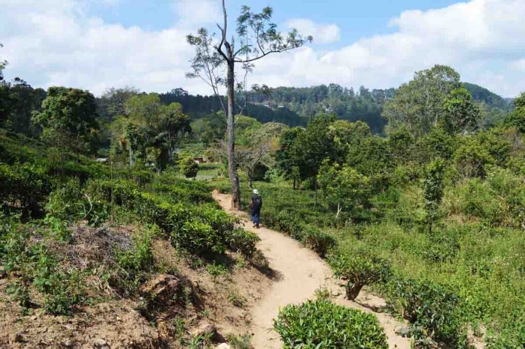 Hiking The Pekoe Trail, a new multi-day hiking route in Sri Lanka.