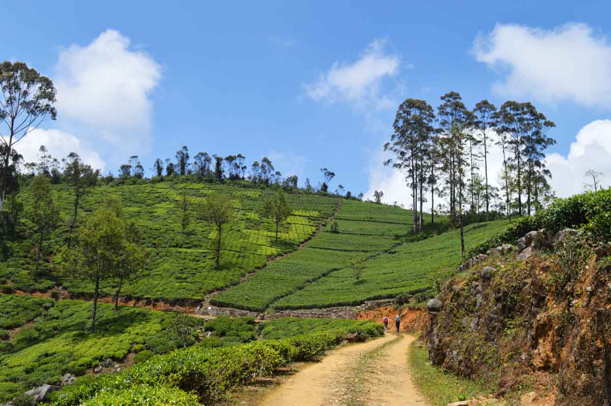 The Pekoe Trail running through one of the tea estates in Sri Lanka.