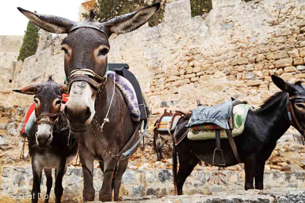 Donkey rides are offered as a way to climb to the Acropolis in Lindos.