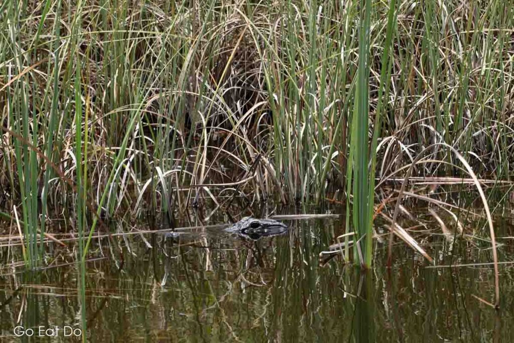 An American alligator seen during an airboat ride near Fort Lauderdale.