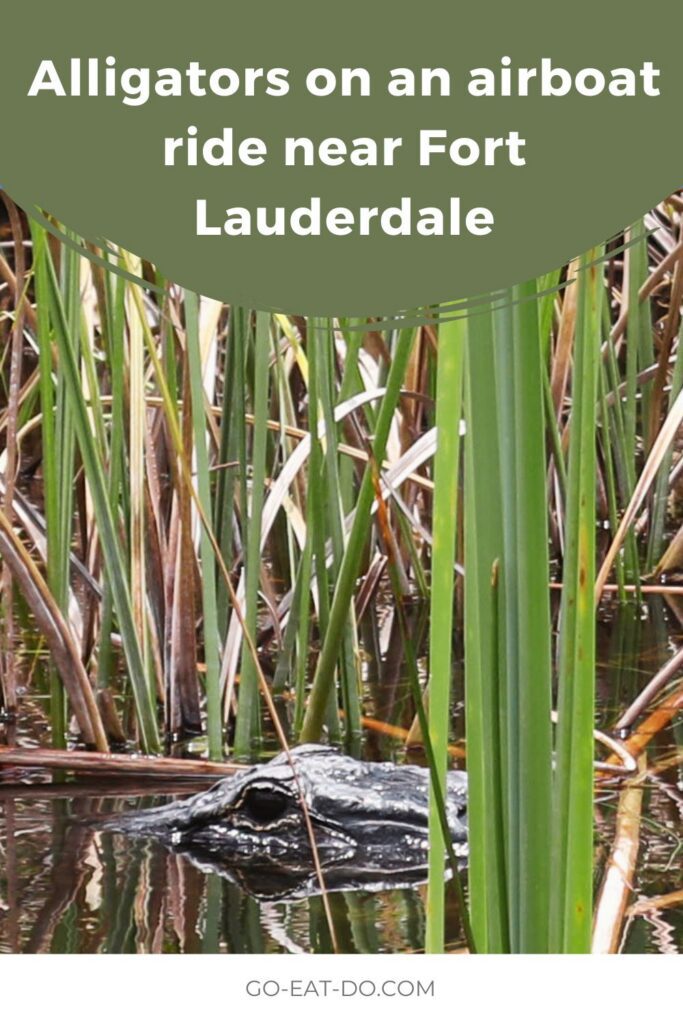 Pinterest pin for Go Eat Do's blog post about viewing alligators on an airboat ride near Fort Lauderdale in Florida