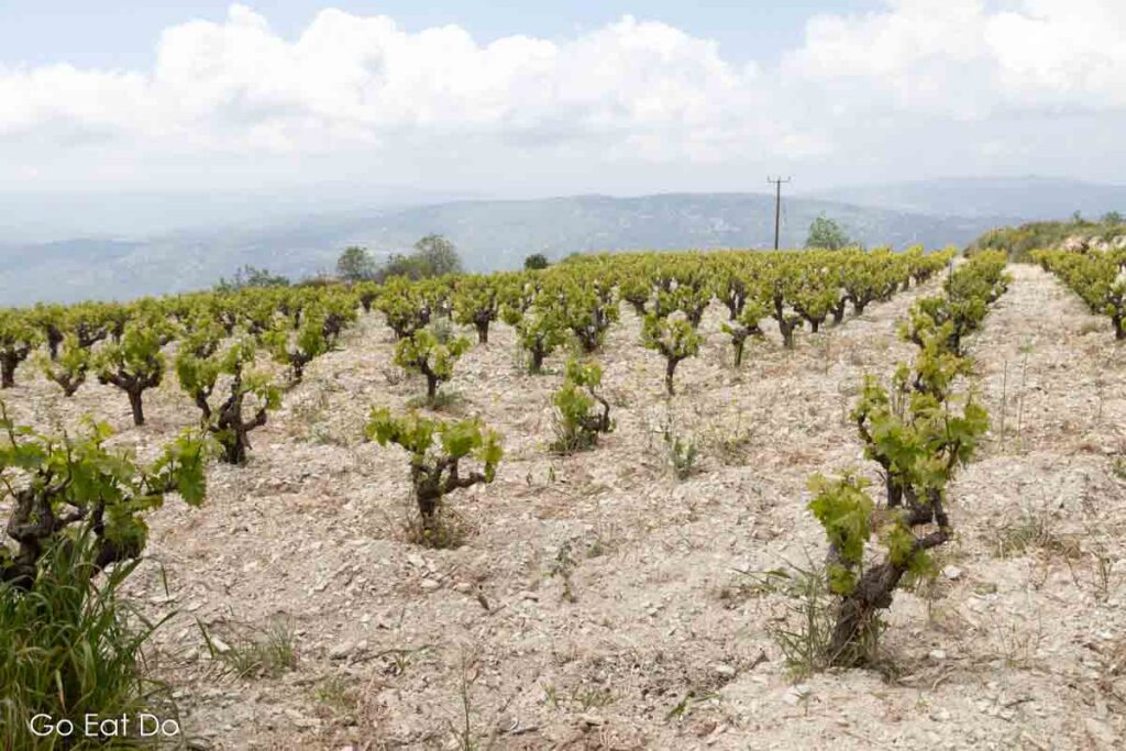 Vines in limestone soil in foothills Troodos Mountains Cyprus