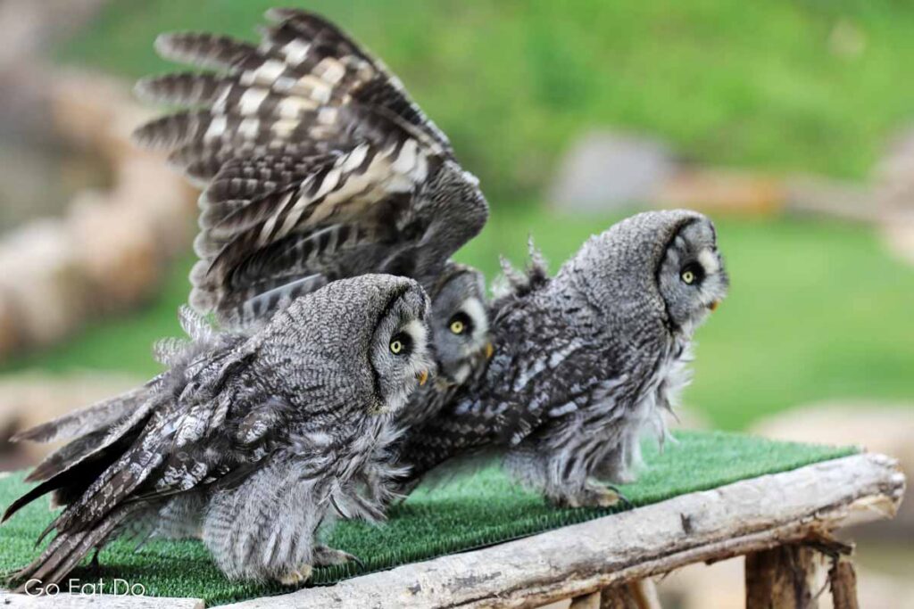 Owls during The Lost Feather show at Kynren - The Storied Lands.